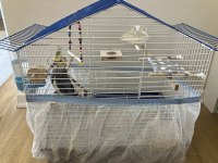 9 Aylık Erkek Sultan Papağanı