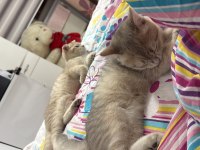 Kedilerimize Yuva Arıyoruz