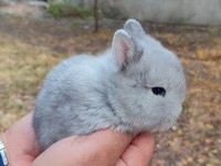 Netharlend Darbe (Cüce Tavşan)