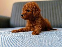 Toy poodle cins yavru köpeklerim
