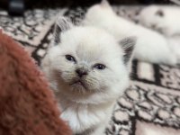 Bluepoint Yavru Kediler