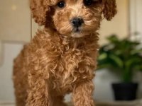 Kızlar Onların Hastası - Poodle Köpekler