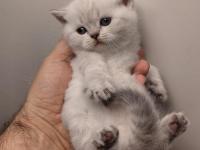 Acil British Shorthair Kedisi Yavrularımız