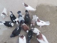 Balıkesir Burhaniye Bende Satılık Hepsi Toplam 12 Adet Saya Kelebek Güvercinler Var Elimde