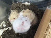 Hamster gonzales için ulaşın