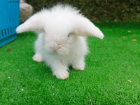 Beyaz Hollanda Teddy Lop Tavşan Yavrularımız