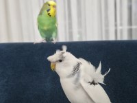 Japonese muhabbet kuşu