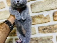 Scottish Fold Yavrumuz Sağlıklıdır Hazırdır