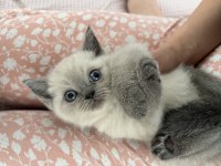 Scottish British 44 Günlük