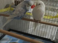 Jumbo Çift Muhabbet Kuşlar