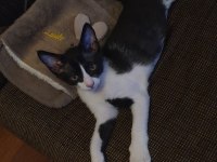 Ücretsiz Erkek Smokin Kedimiz 4 Aylık