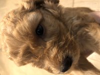 Toy Poodle Kahverengi Erkek