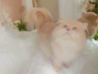 British longhair cy 12 şampiyon erkek british longhair