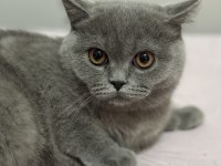 Gölge isimli bebek kedimize yuva arıyoruz