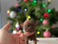 Mini Xs Elma Kafa Dişi Erkek Chihuahua Bebeklerimiz