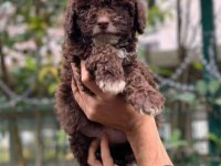 Çikolata rengi toy poodle 2 aylık