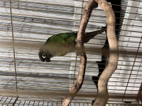 Hareketli zeki eğitime açık rengarenk konur papağanı