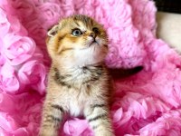 3 Adet Dişi Kedimiz