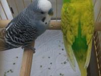 Çift Mutasyon Muhabbet Kuşu