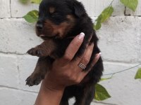 20 güne yeni yuvalarına hazır safkan rottweiler