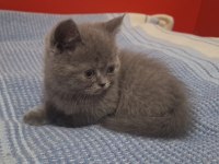 Yavru British Shorthair