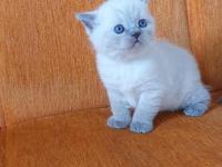 Süper kalite british shorthair yavrular