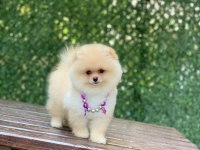 Orjinal Ayıcık Surat Dişi Pomeranian Boo