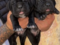 Üst Kalite Dev Cane Corso Adayları