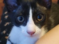 Ücretsiz erkek smokin kedimiz 4 aylık