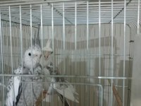 Ucuz sultan çift sultan papağanı