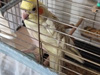 2 yaşında erkek sultan papağanı