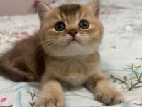 16 şubat doğumlu british shorthair bebeğimiz