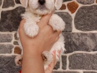 Sevimli Terrier Yavruları Yuvalarını Arıyor