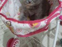 Dünya Tatlısı Minnoş Kedimiz Evinizin Neşesi Olacak