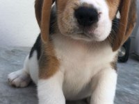 Elizabeth Beagle Yavrularımız