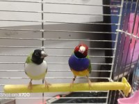 Prehistoricpets Güvencesi İle Golden Finch