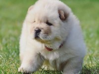 Mükemmel Kalite Chow Chow Köpeği Yavruları