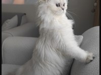 6 aylık british longhair yavrumuz sahiplendirilecektir