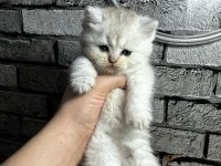 British longhair golden point dişi