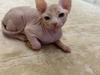 Yavru Sfenks 2 Aylık