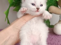 British shorthair yavrular