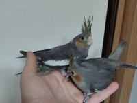 30 Günlük Sultan Papağanı