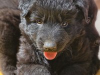 Safkan working solid black alman kurdu