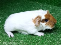 Safkan üst kalite ginepig yavru