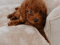 Irk Garantili Toy Poodle Yavruları