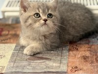 British shorthair yavrular teslime hazır