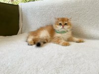 Anne Babası Şecereli British Longhair Yavrular Teslime Hazır