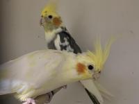 Tam takım sultan papağanları