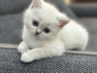 1,5 Aylık Dişi British Shorthair