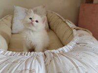 Anne Baba Full Şecereli Show Kedisi British Shorthair